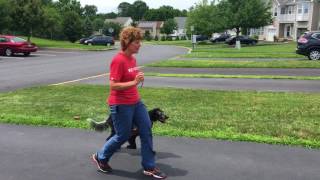 STAT K9 Training Structured Walk Net Worth