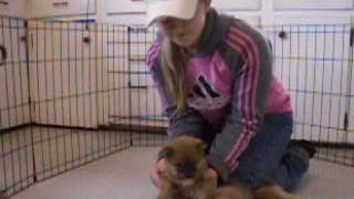 Shiba Inu Puppies, 5 Weeks 3 Days