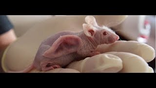 The Vacanti Mouse
