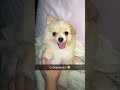 Poochie pray 6-10-2016