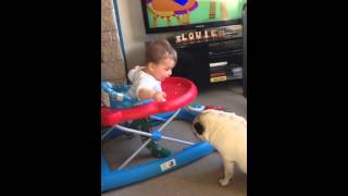 Baby Boy Excited By Pug!