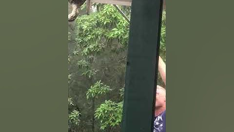 Diamond Python eating a bird.