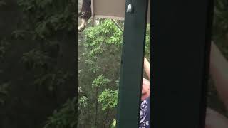 Diamond Python eating a bird.