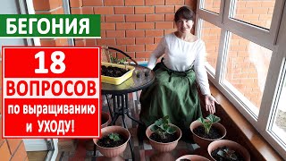 БЕГОНИЯ цветущая. 18 ВАЖНЫХ вопросов по УХОДУ за БЕГОНИЕЙ! Ответы на ВАШИ вопросы!