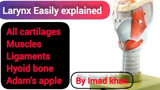 Anatomy Of Larynx Explained Easily