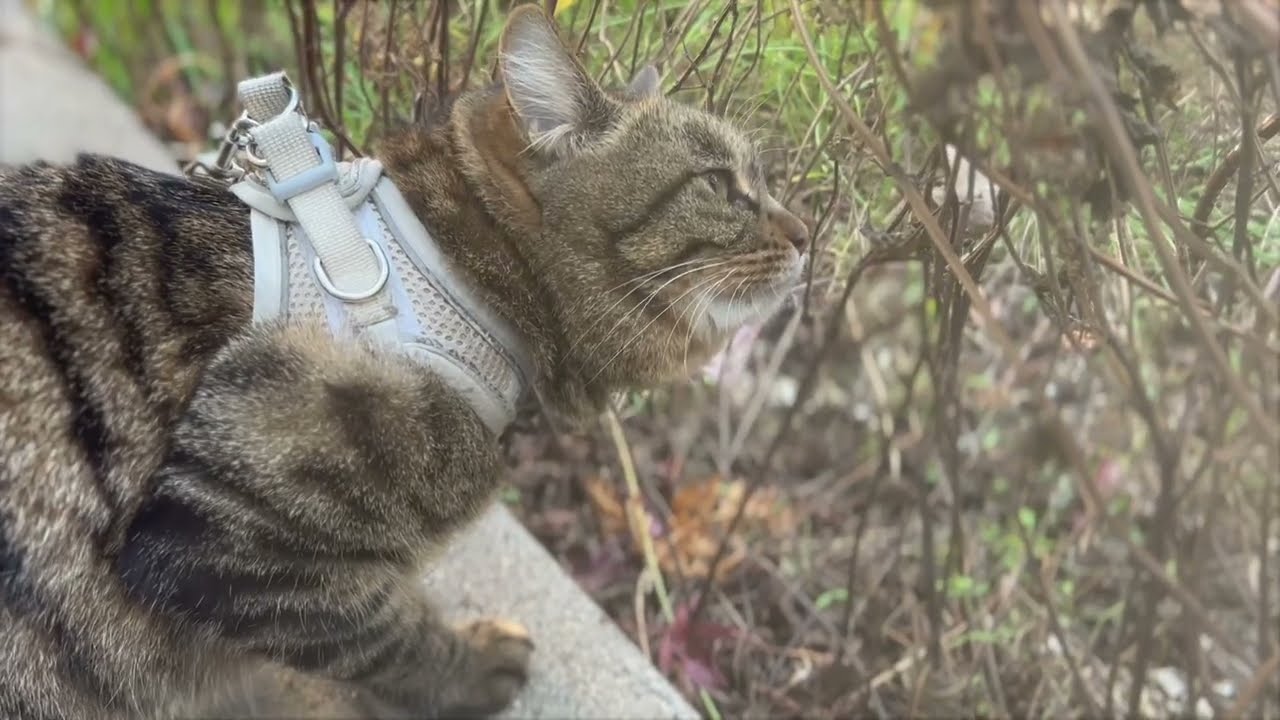 I'm investigating the signs of an intruder 20251216