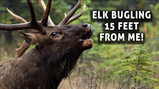 Bull Elk Bugling 15 Feet from Me After Bedding Down During the Rut in the Canadian Rockies