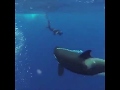 What it’s like to have your toes sniffed by an orca!