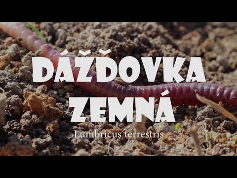 Video: Dážďovka