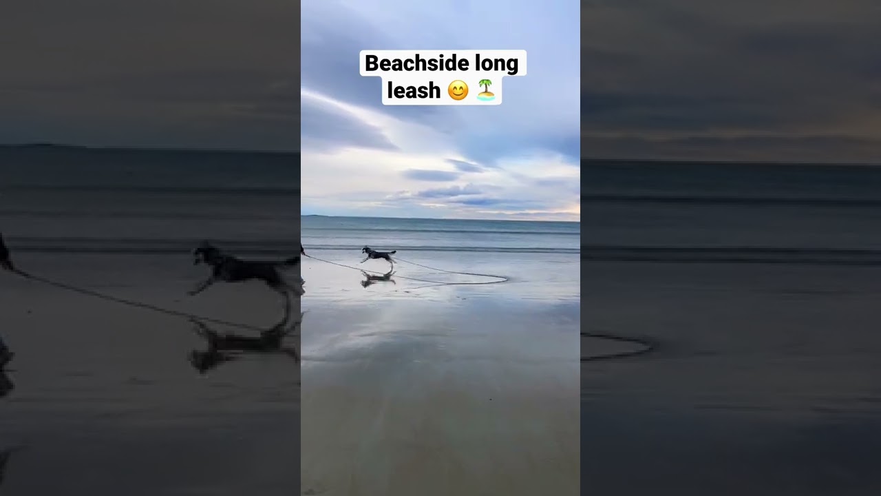 Husky runs on the beach 🏝 