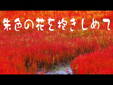 中島みゆき　 朱色の花を抱きしめて　（covered by K）