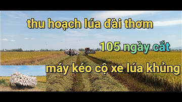 Thu hoạch lúa đài thơm 105 ngày cắt | harvest fragrant rice 105 days cutting | Nông Dân Miền Tây.