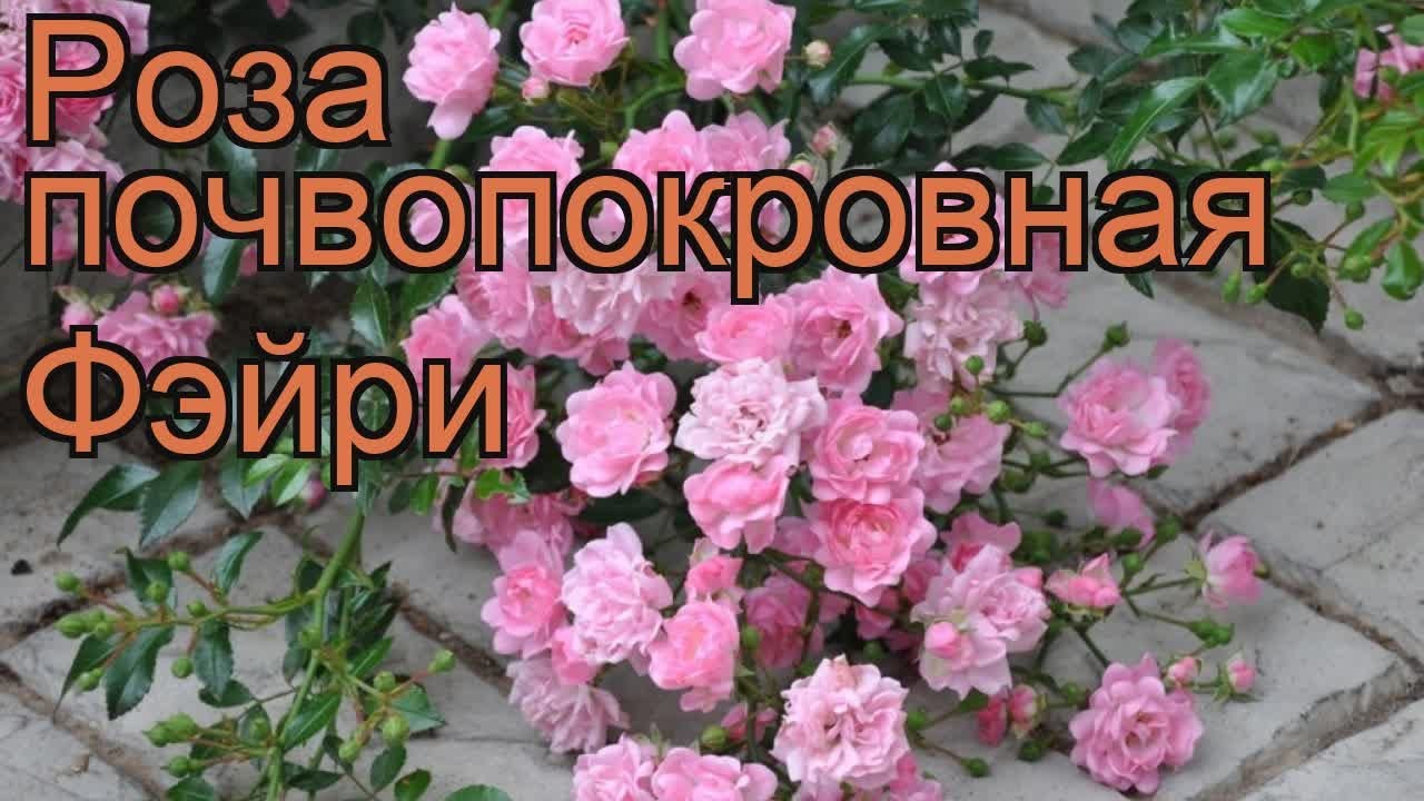 Роза Фейри Фото