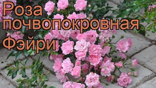 Роза Фейри Почвопокровная Фото И Описание