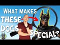 What really makes dobermans so special its not what you think