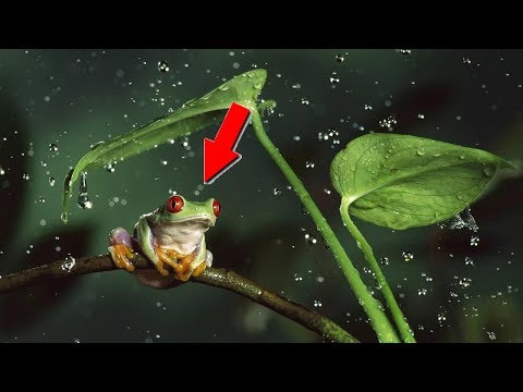 Эти животные падают с неба!!! ТОП необычных дождей!!!