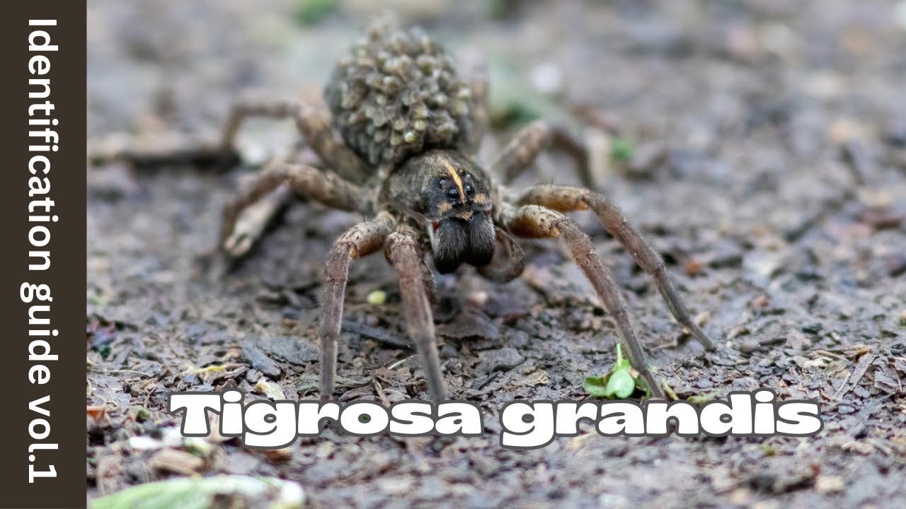 Tigrosa grandis Identification