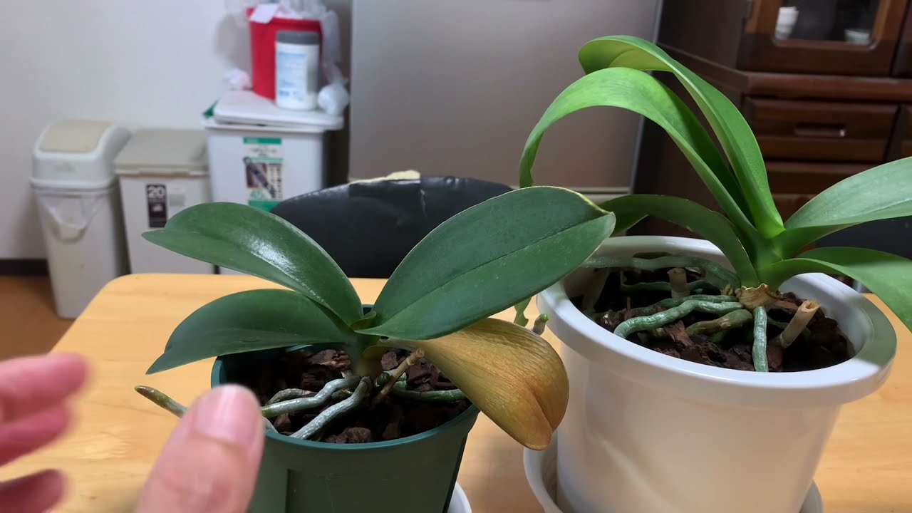 7月の胡蝶蘭とチランジア やっと新芽が出てきました ガーデニング 視覚障害者のバリアフリー園芸 Youtube