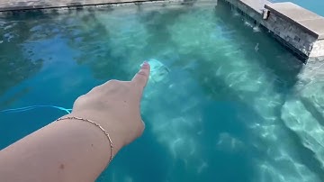 Dolphin Proteus DX3 Automatic Robotic Pool Vacuum Cleaner, Ideal for In ground Pools Review