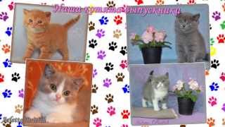 Британская кошка. Британские котята. Питомник британских кошек Британская кошка. Британские котята. Питомник британских кошек