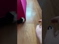 ☂️🐈‍⬛ #cat #cute