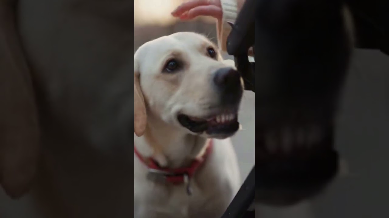 Dog saves baby from Wild Boar Attack (Caught on Camera)