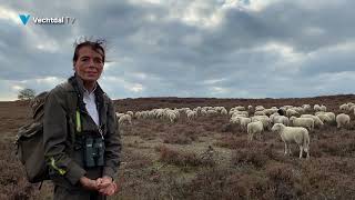 Hoe Herder Anita Al Meer Dan Twintig Jaar Haar Schapen Hoedt Op De Lemelerberg