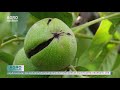 Soiuri de nuc care vă aduc profit – AGRO TV News