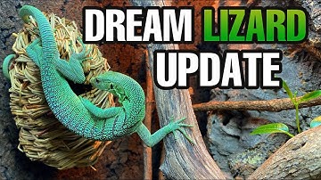 DREAM LIZARD UPDATE! Green Tree Monitor growth, feeding, taming and more!