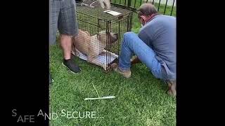 Shut Down And Broken Dog Learning To Trust Again