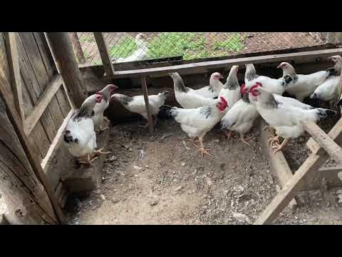 Үлкен ақ әтештер