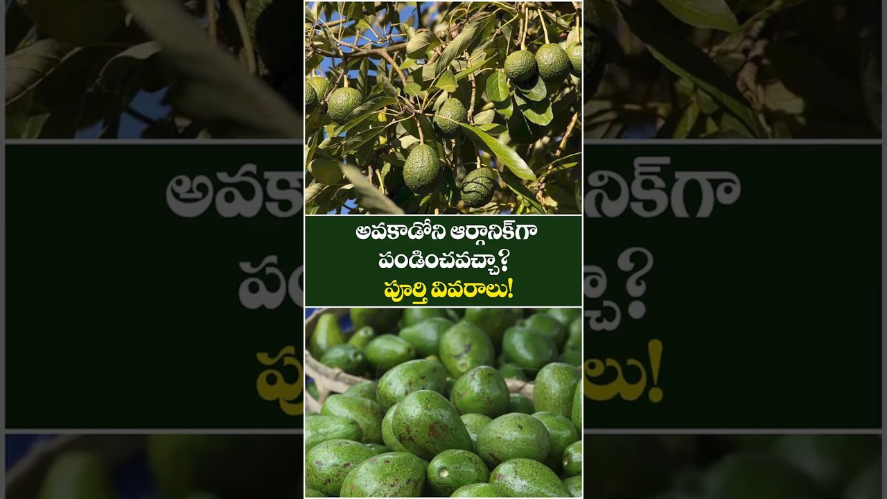 Avocado Tree Cultivation Using Only Organic Methods | Deccan Exotics | 