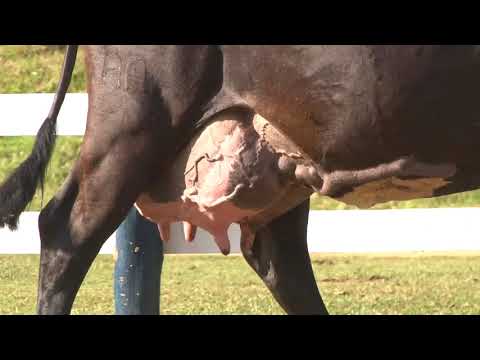 LOTE 1   2586   FAZENDA SÃO MIGUEL