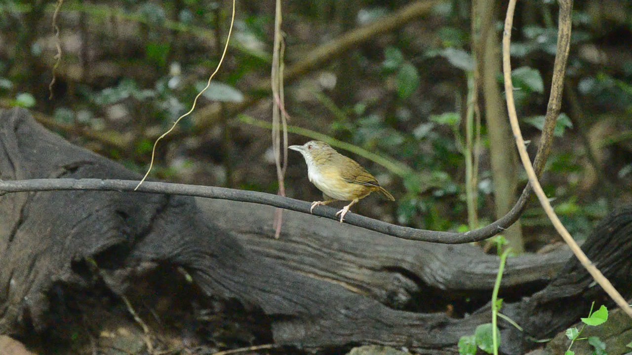 Abbott's babbler (Malacocincla abbotti)