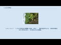 くろさき茶豆