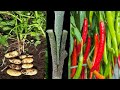 Pair chilli with potato plant  chilli on potato plant  beauty with gardening