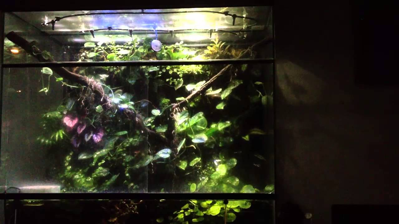 Thunderstorm inside the Paludarium for the first time! YouTube