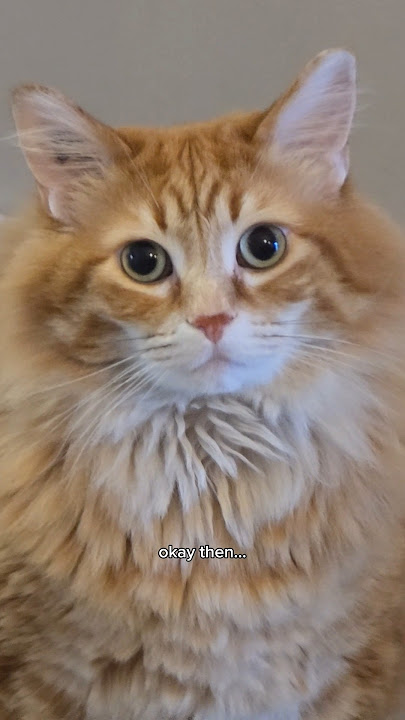 I think he might know something about it 🤔😅 #cat #cats #catvideos #cute #cutecat #pet #pets #animals