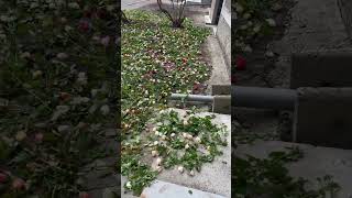 Розы в Ульяновске