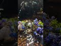 SATISFYING CRYSTAL ASMR 💦 Cleansing Healing Crystals In A Natural Stream 🌿