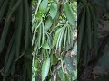 Organic Vanilla Beans The Great Flavour Organic Vanilla Beans The Great Flavour