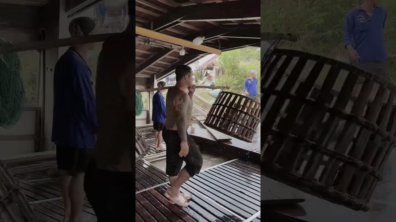 🔴 Thực tế cảnh đưa Cá Tra xuống Ghe Đục về nhà máy chế biến ở Miền Tây #cátra #gheđục #ThủySảnWork