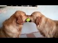 Dogs play tug of war with tennis ball