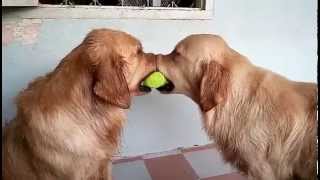 Dogs Play Tug of War with Tennis Ball by TastefullyOffensive.com 513,641 views 8 years ago 13 seconds