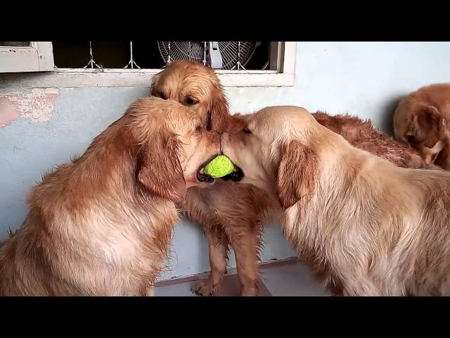 funnyvideos #cachorrosengraçados #cachorro #engracado #pet #tentenãor