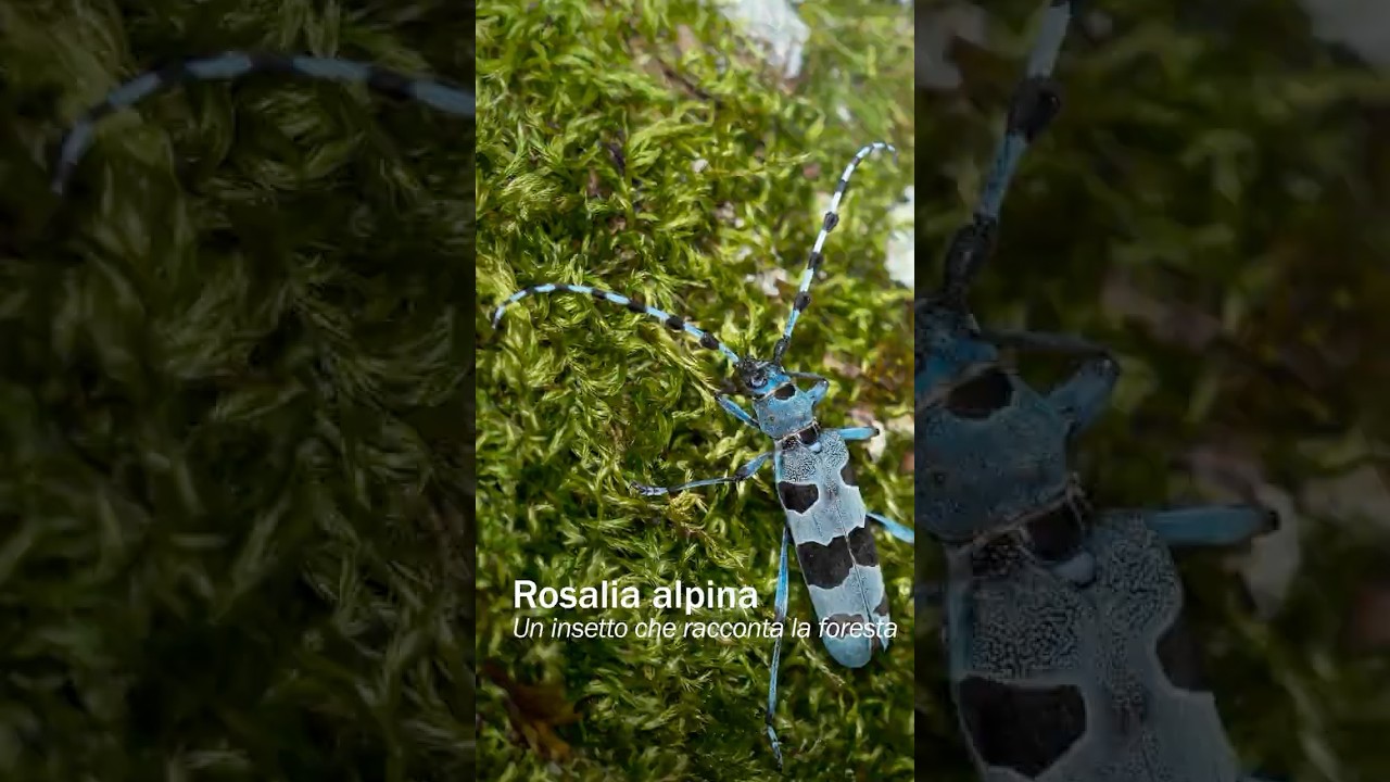 Il monitoraggio di Rosalia Alpina nel Parco nazionale