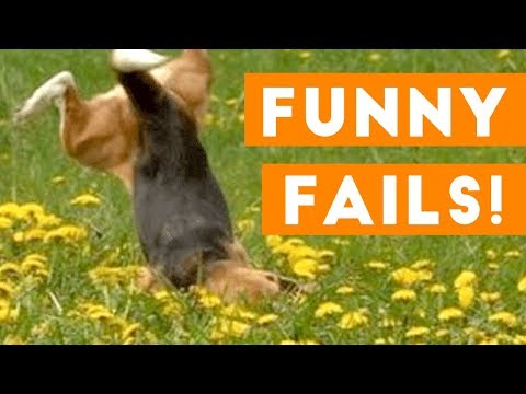 funniest-pet-fails-compilation-september-2018-|-funny-pet-videos