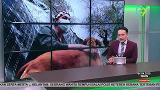 Harimau Malaya Positif COVID-19?