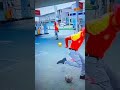 #maroc #football #funnyshorts ##funnyvideo #wydad #koora_sport #balloon #remix