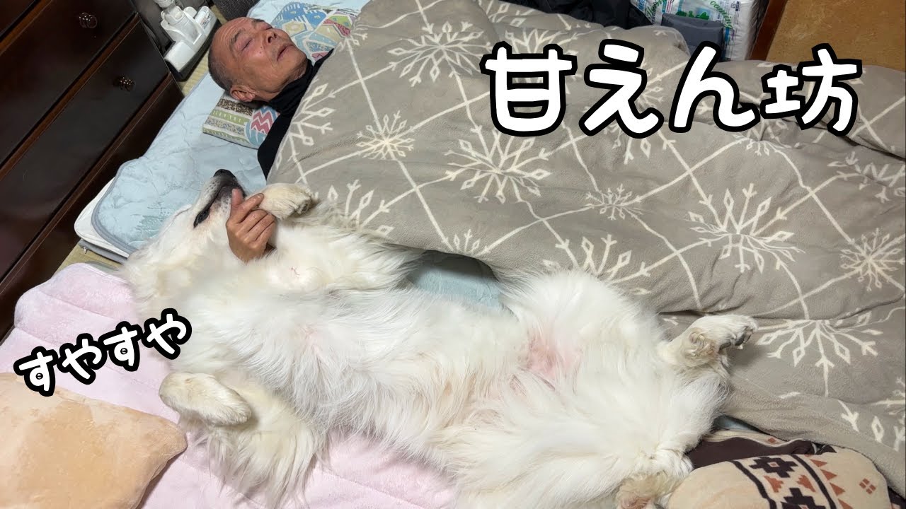【癒し】大好きな人と一緒だと超大型犬が無防備に甘えながら寝始めちゃいました♡｜グレートピレニーズ&オールドイングリッシュシープドッグ&トイプードル